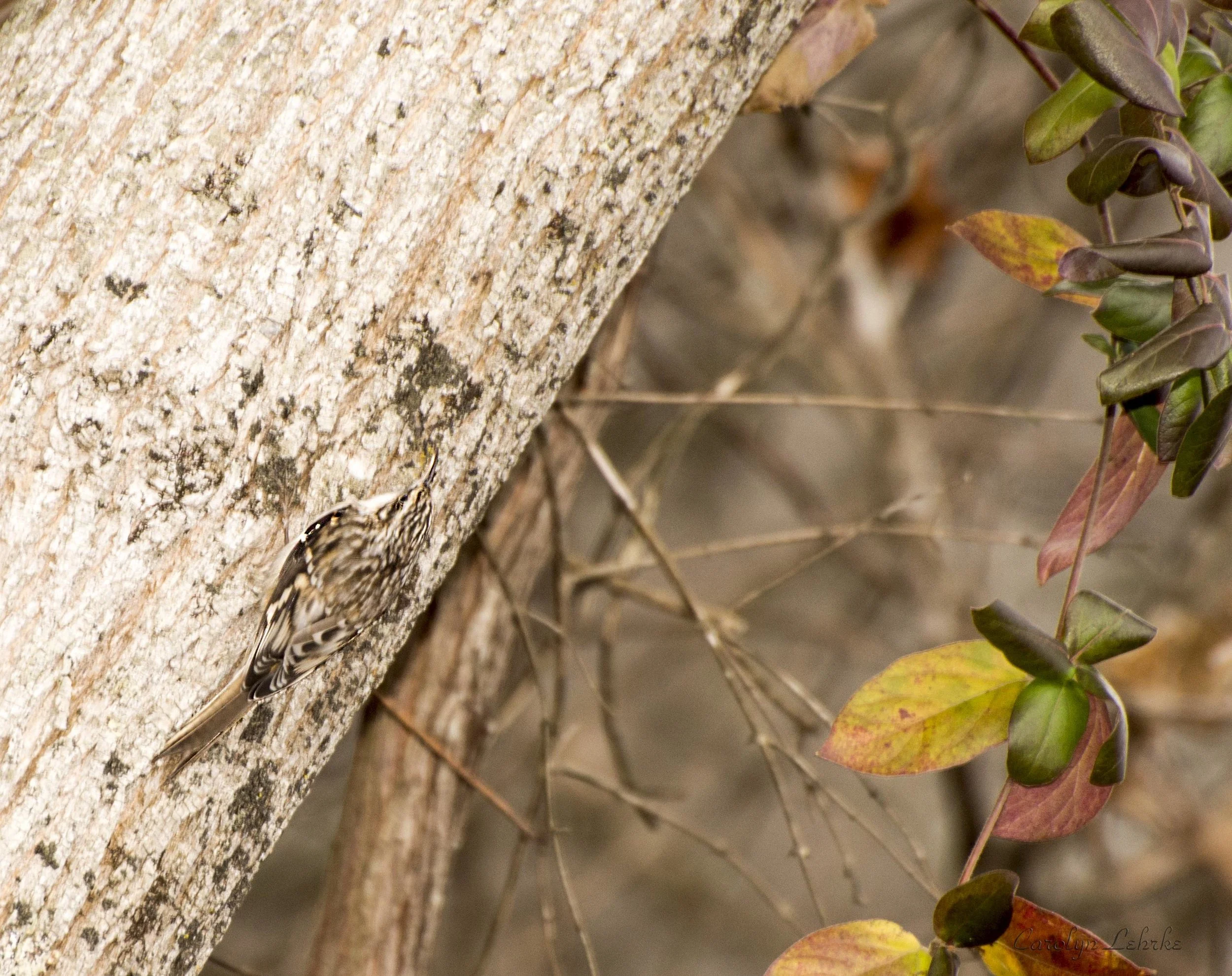Brown Creeper — Southern Wisconsin Bird Alliance